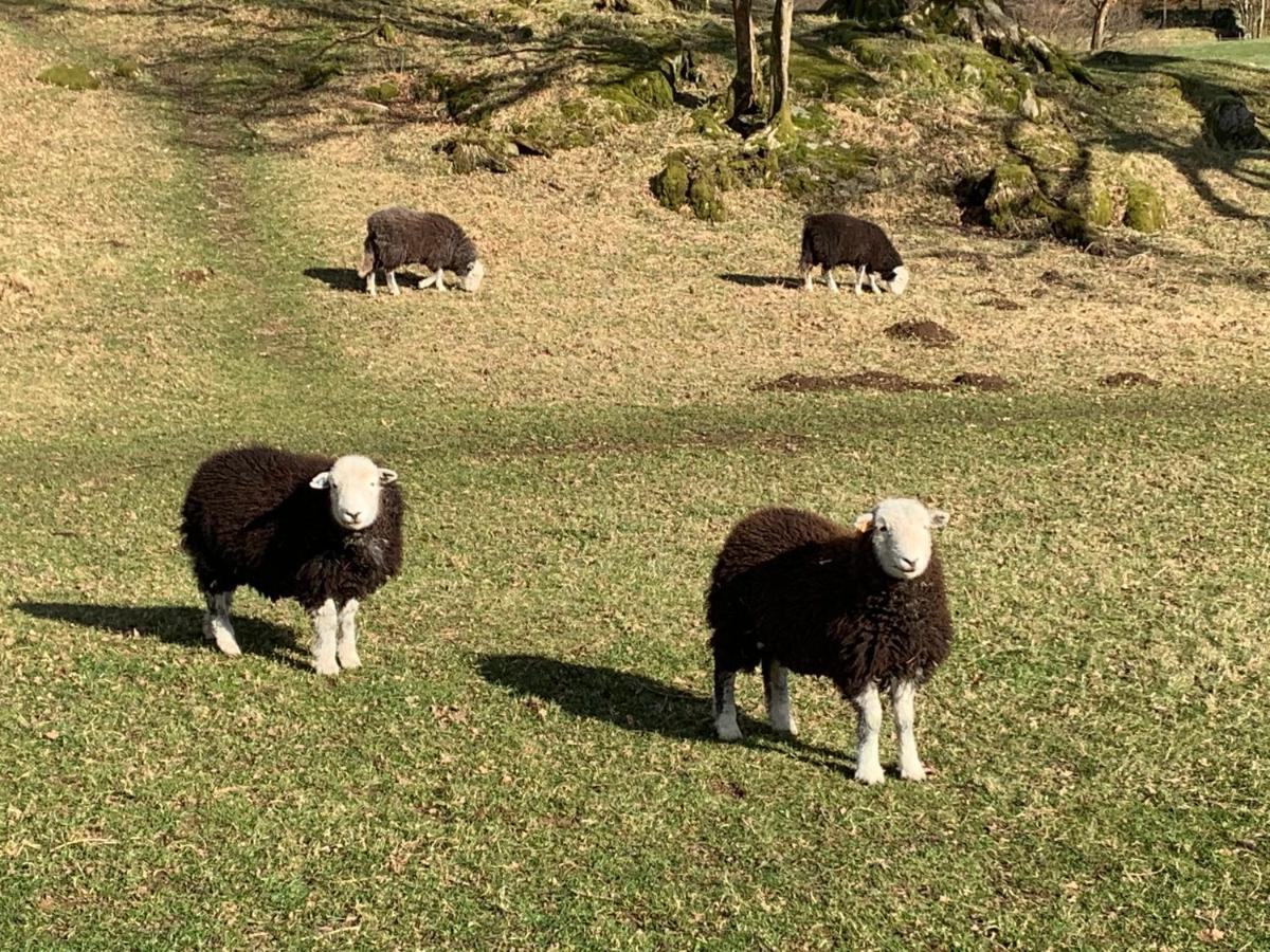 Ivythwaite Lodge Guest House Windermere Esterno foto